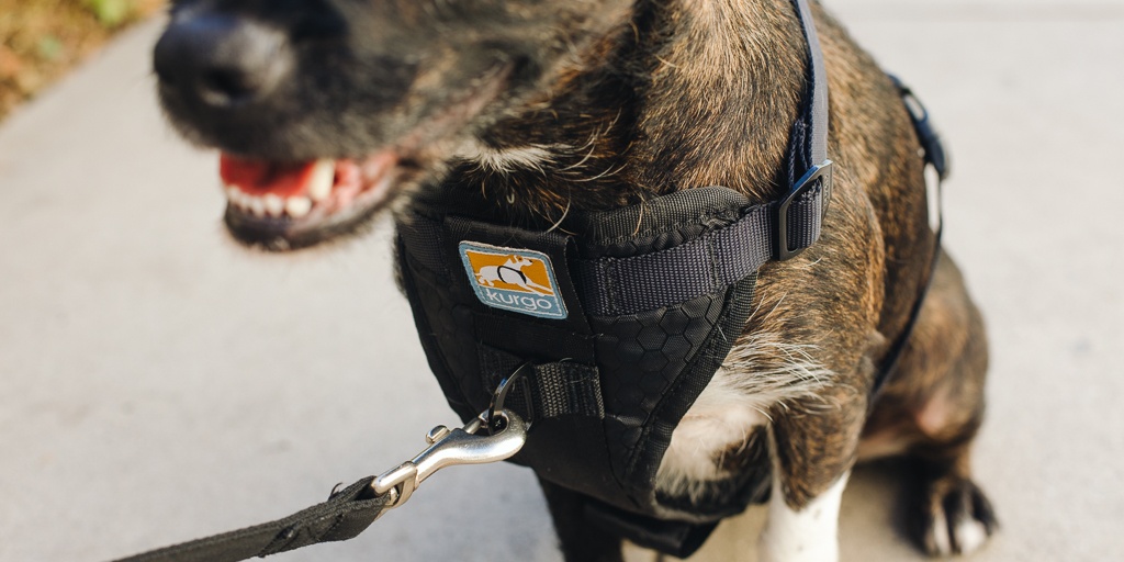 best harness for large dogs